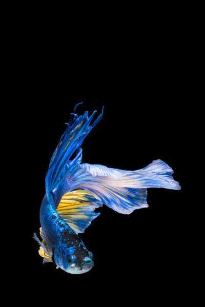 Betta Fish Black and Yellow