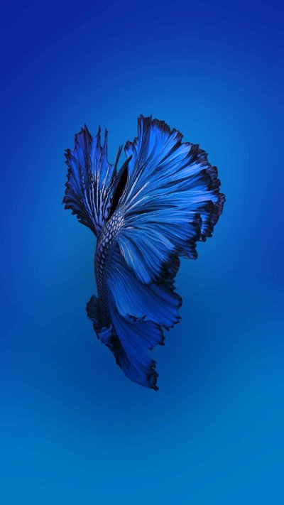 Заставка на айфон 6s