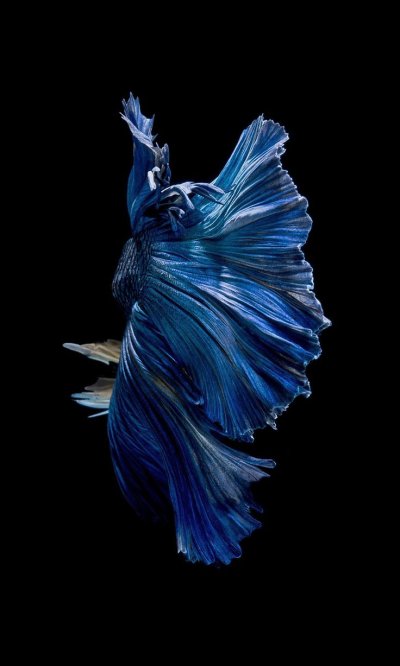 Рыбка синий