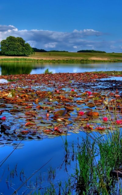 Озеро с кувшинками