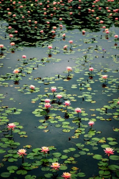 Лотус Понд (Lotus Pond) .