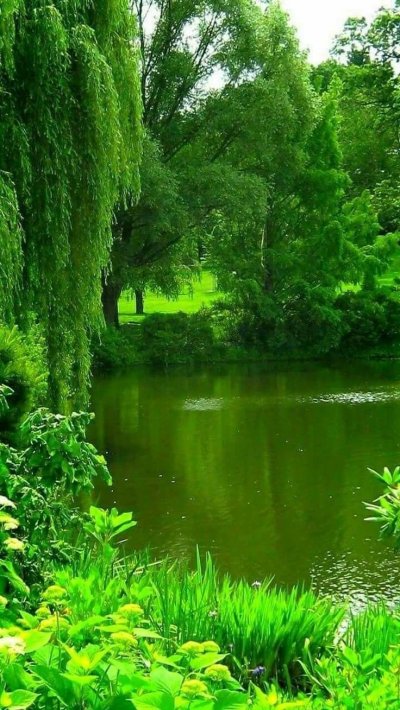 Природа зелень