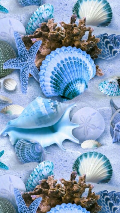 Ракушки морские