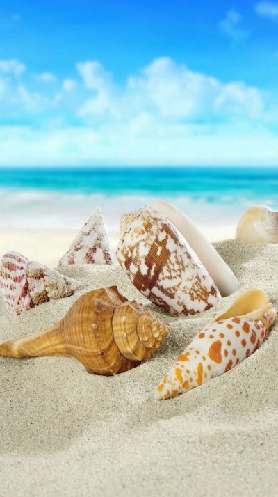 Ракушки на пляже