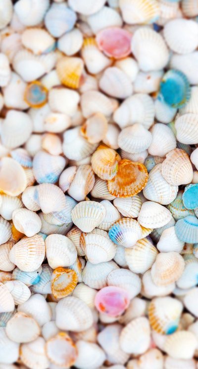 Разноцветные ракушки