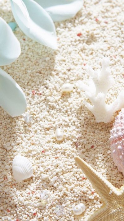 Красивые морские раковины