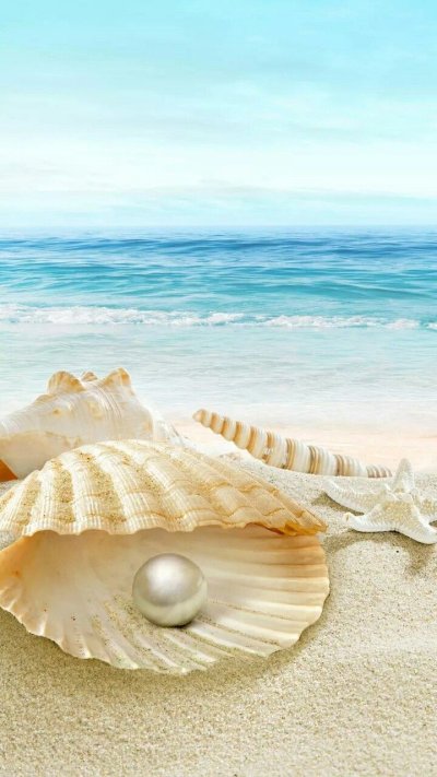 Красивые ракушки