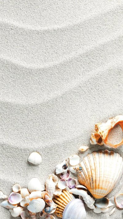 Море ракушки