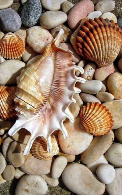 Морская раковина