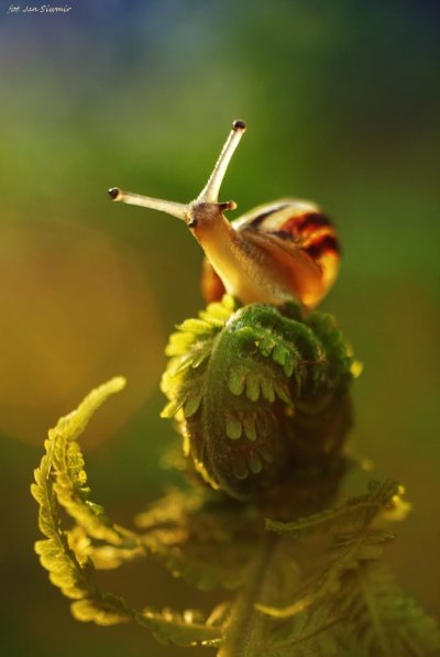 Красивые улитки