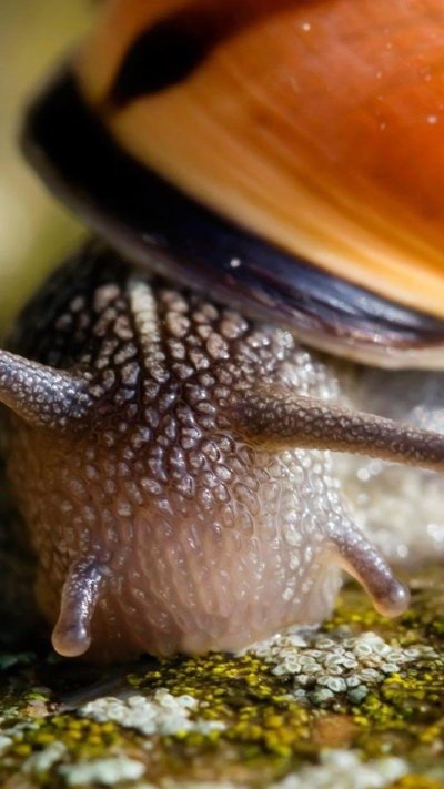 Глаза улитки ахатины