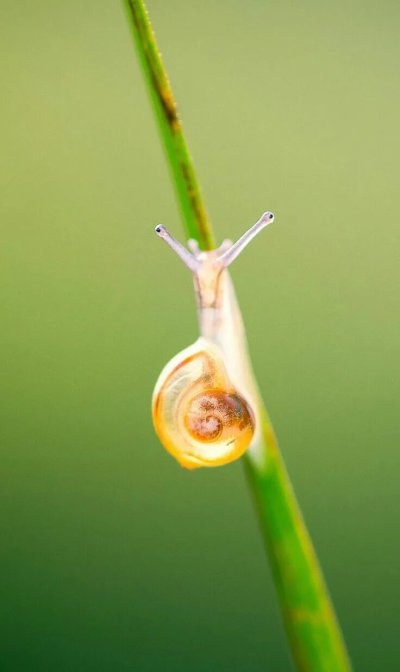 Прозрачная улитка