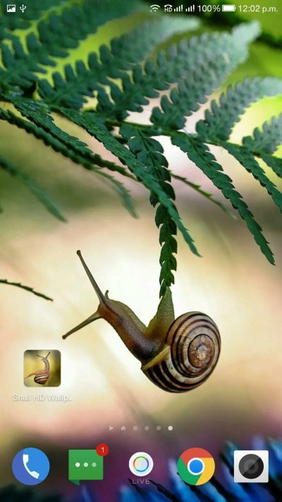 Улитка папоротника