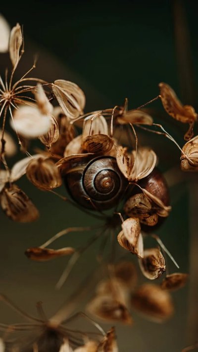 Улитка Макросъемка