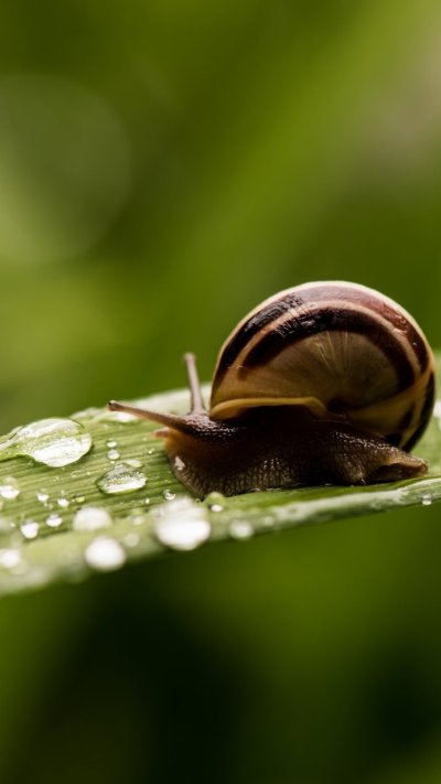 Улитка "зеленый Караколус"