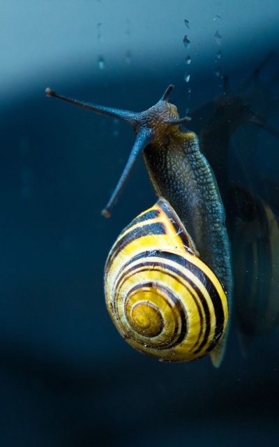 Брюхоногие полосатая улитка