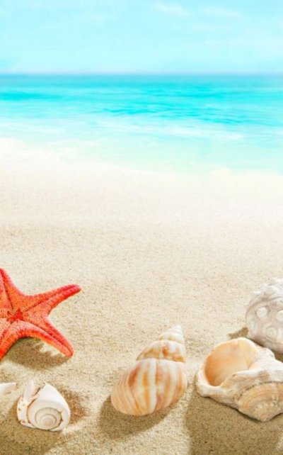 Ракушки на песке