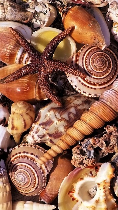 Ракушки морские