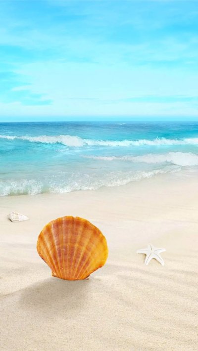 Красивые ракушки