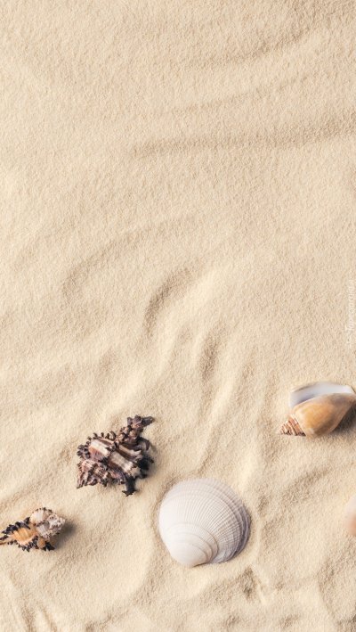 Ракушки на белом песке
