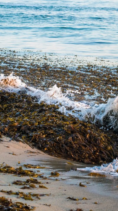 Водоросли в природе