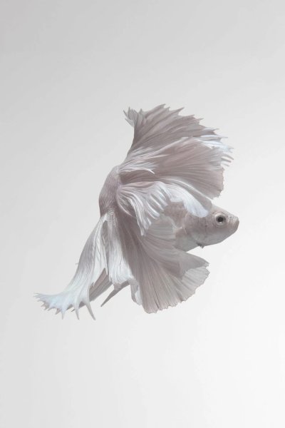 Рыбы Эстетика