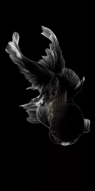 Черные рыбы