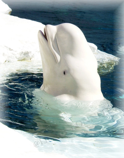 Белый кит Белуха