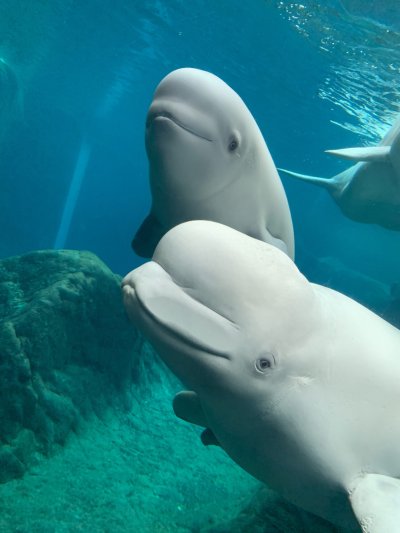 Океанариум Джорджии