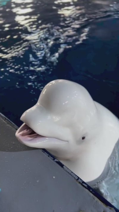 Дельфин и корова