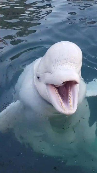 Белуха млекопитающее похожа на русалку