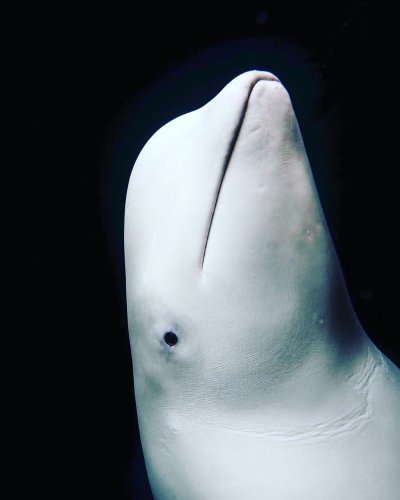 Белый кит Белуха