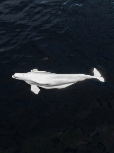 Белуха (млекопитающее)