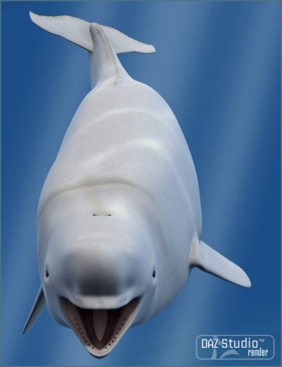 Дельфин Белуха