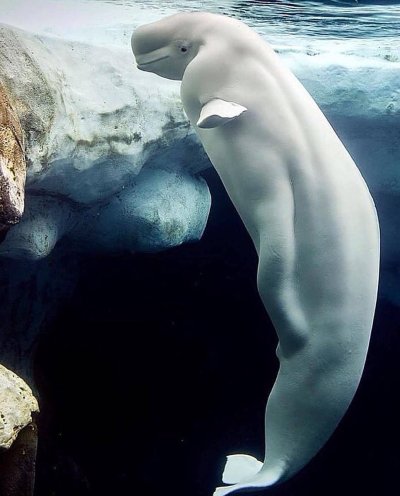 Морские млекопитающие Белуха