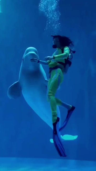 Дюгони Марса Алам