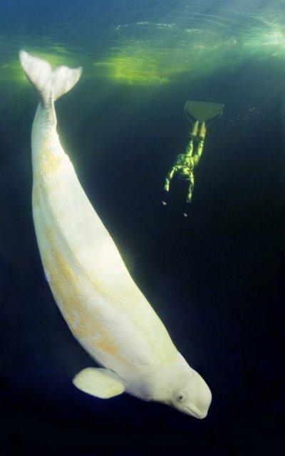 Полярный Дельфин Белуха