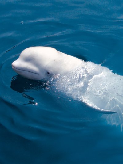 Дельфин Белуха