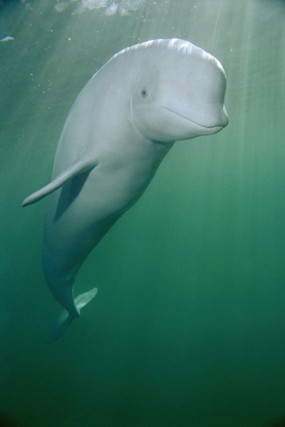 Белуга альбинос