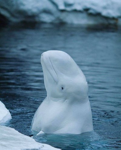 Белуха (млекопитающее)