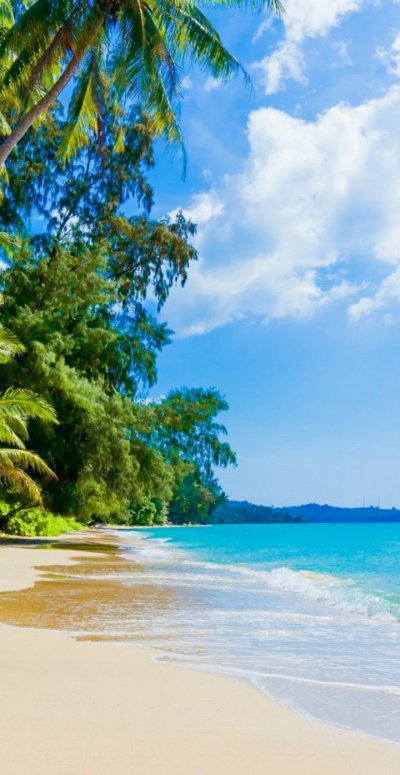 Берег с пальмами