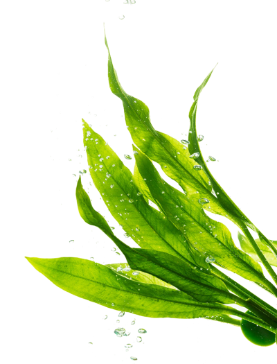 Водоросли ламинария