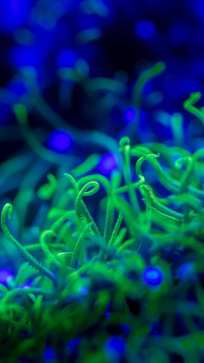 Обои на телефон водоросли