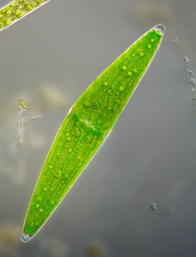 Одноклеточные нитчатые водоросли