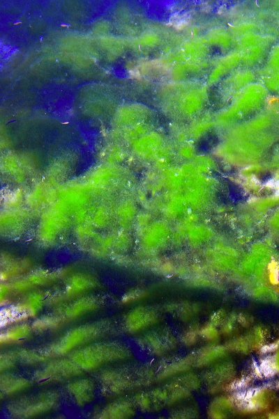 Синие водоросли