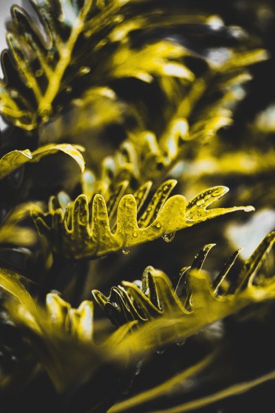 Фукус макроснимок