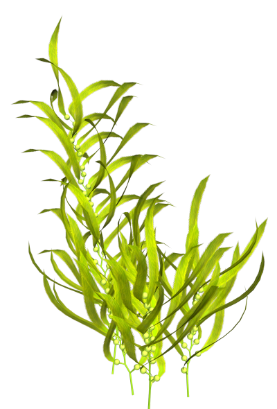 Ламинария растение