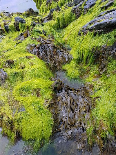 Аэрофитные водоросли