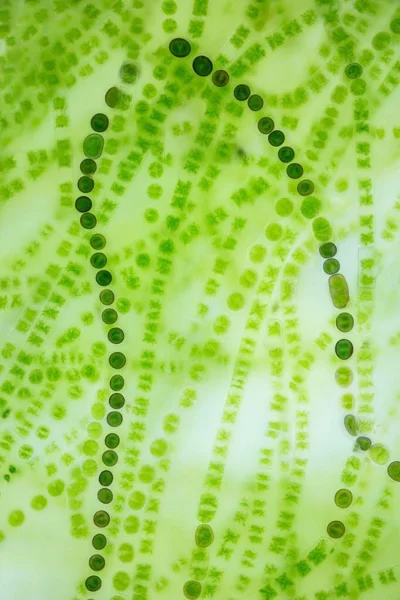 Синезеленые цианобактерии