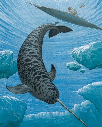 Нарвал морской Единорог